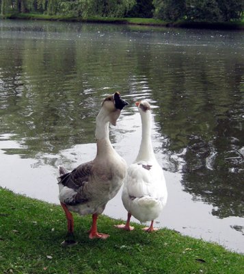 The duck and its mate communicating