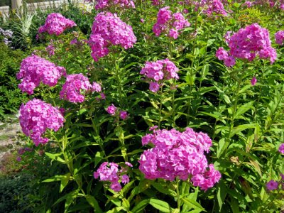 Lots of phlox in the garden