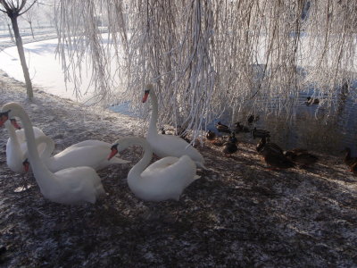 family swan