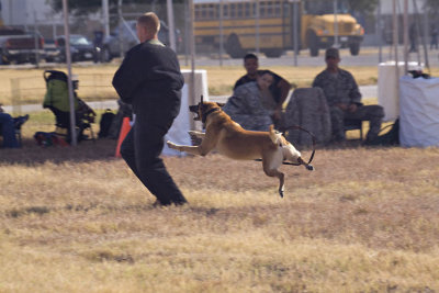At the Air Show, Even the Dogs Fly