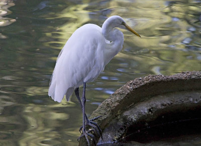 Great Egret