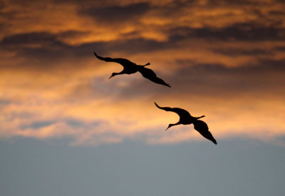 Sunset Cranes