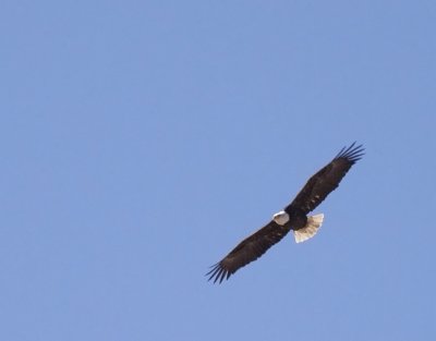 Llano County Eagles, 2009