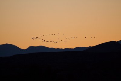 Geese at Dusk
