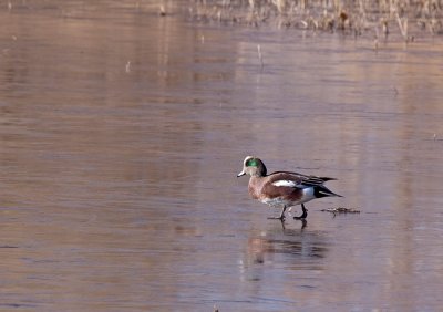 American Widgeon Drake