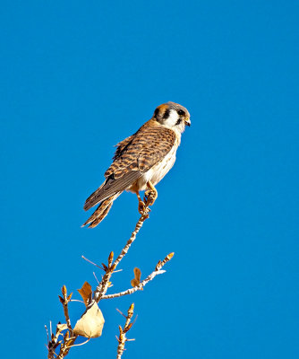 American Kestrel (Female)