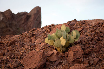 Big Bend National Park Flora and Fauna