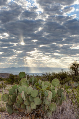 Sunrise Rays and Prickly Pear
