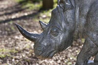 Rhino (detail)