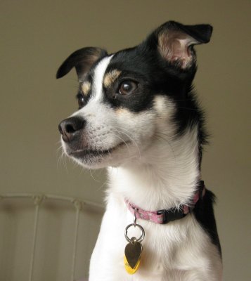 A Rat Terrier on the lookout for her friends