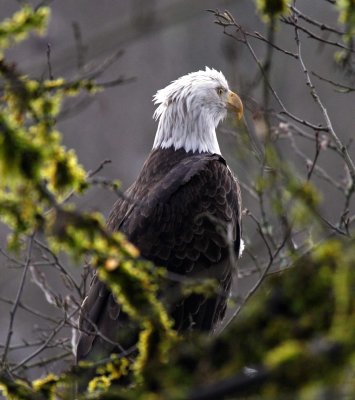 eag 7.  skagit valley