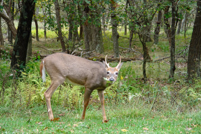 Munching Deer.JPG