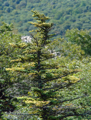 TreeSkylineSept2010.jpg