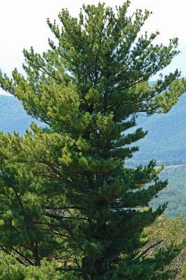 JustatreeSkyline2010.JPG
