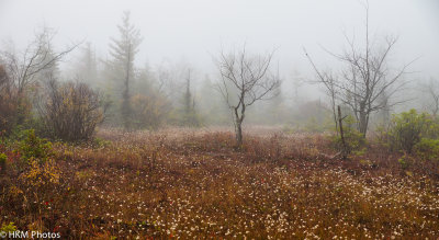 Field  Dolly Sods WV Oct 2012-1.JPG