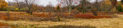 Dolly Sods Field WV Oct 2012-1.JPG