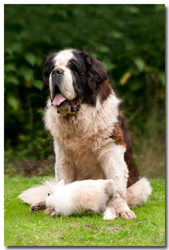 Le lapin et le saint bernard