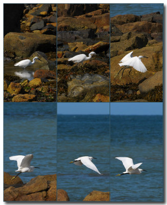 Envol dune aigrette