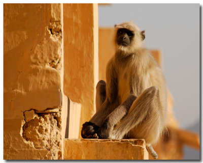 Macaque  longue queue