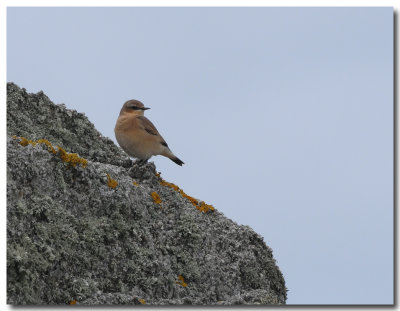 Oiseau bretagne