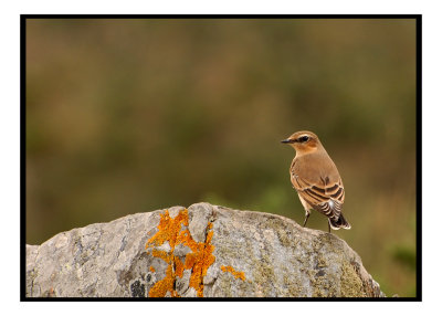 Oiseau bretagne