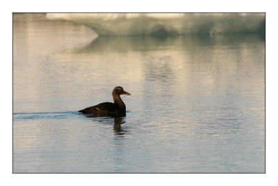Canard sur le Lac Glaciaire de Jokulsarlon