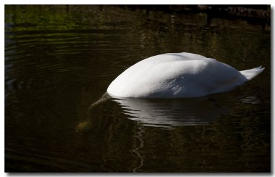 Cygne tubercul