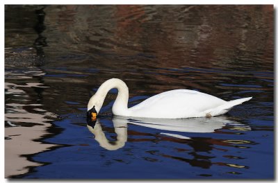 Cygne tubercul