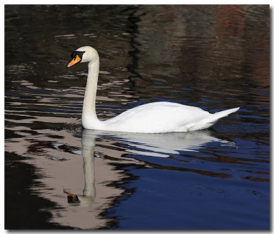 Cygne tubercul