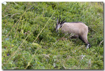 Chamois du Hohneck (Hautes Vosges)