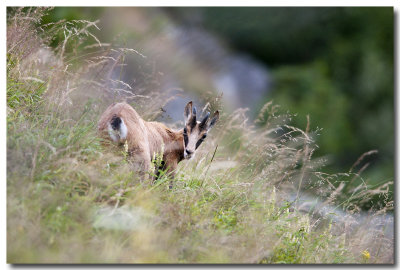 Chamois du Hohneck (Hautes Vosges)