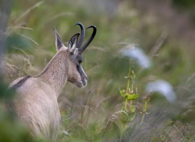 Chamois du Hohneck (Hautes Vosges)