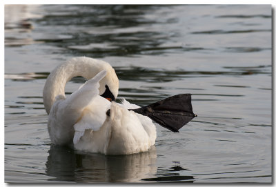 Cygne