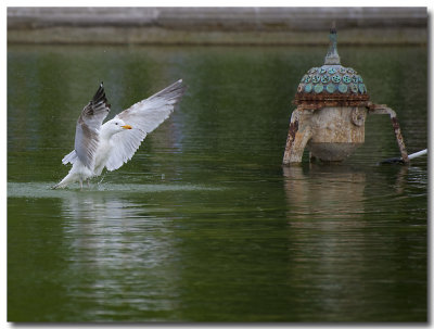 Mouette au bassin du jardin des Tuileries