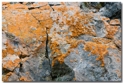 Lichen Xanthoria elegans