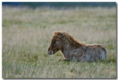 Jeune poney