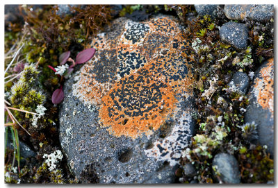 Dessins de lichens