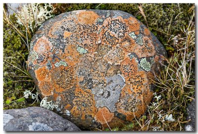Dessins de lichens