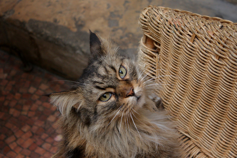 GALERIE VIVIENNE - LE CHAT