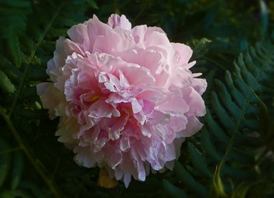 Pion