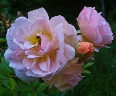 Rosbild