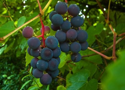 Vindruvor