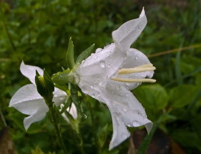 Vit campanula