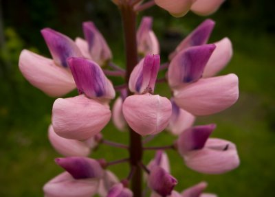 Lupin