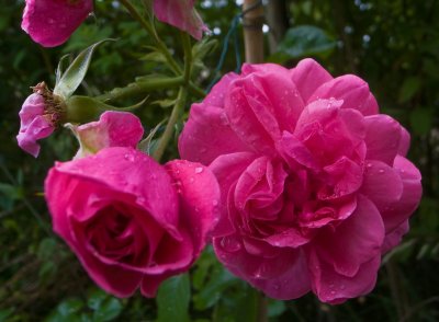 Rosa rosor