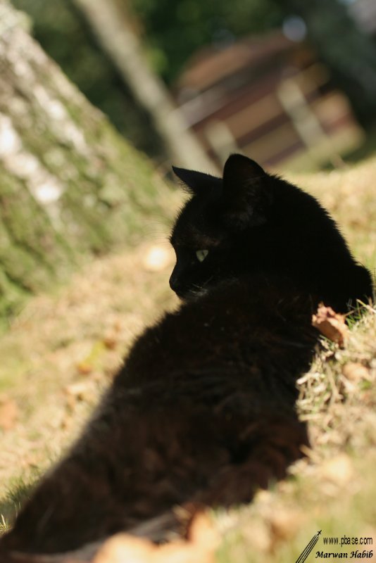 Kitty - Looking back over her shoulder / Regardant par dessus son paule