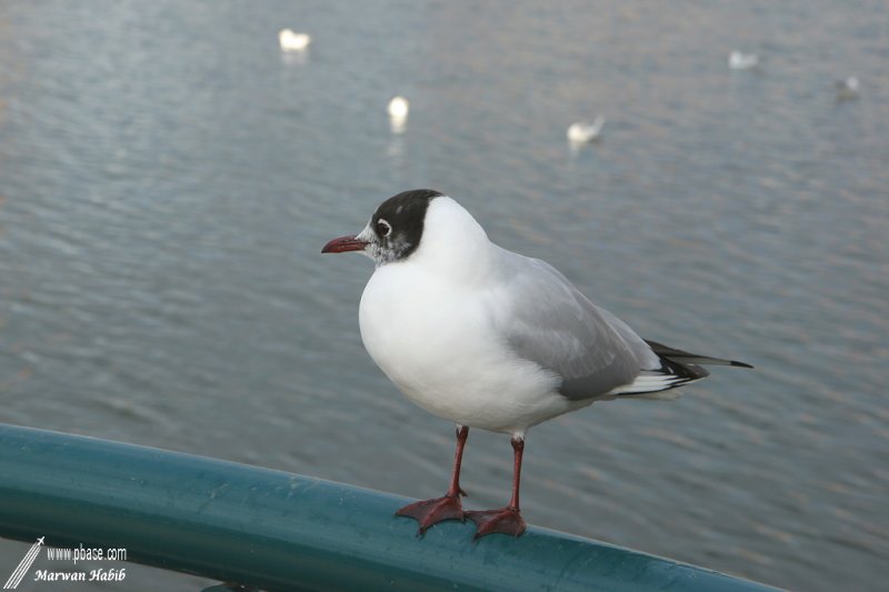 Seagull / Mouette