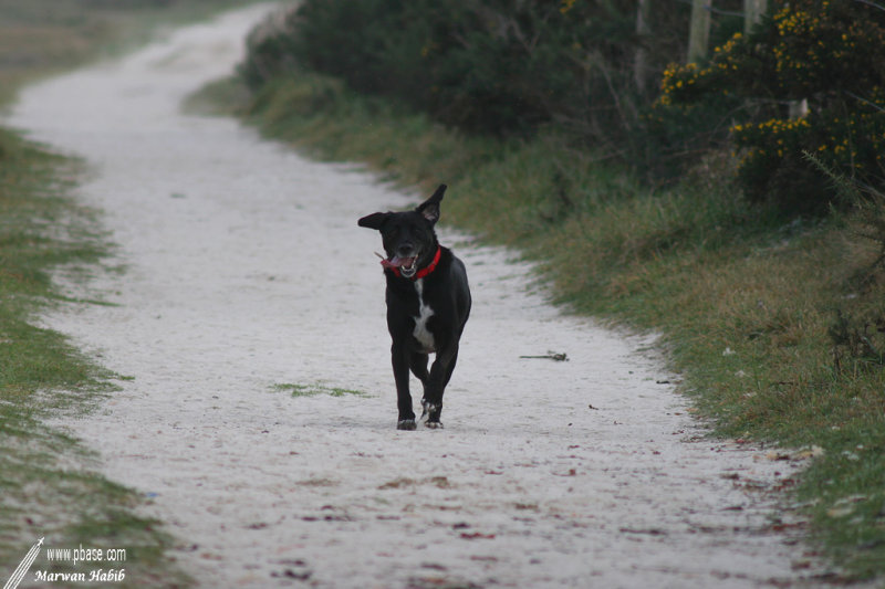 Nemo - Faster... / Plus vite...