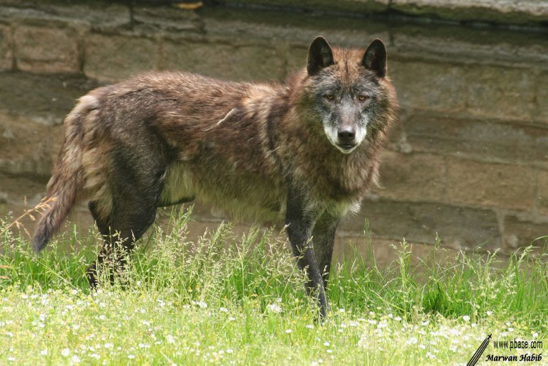 Wolf / Loup