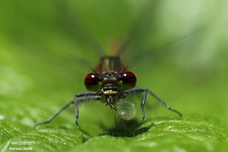 Dragonfly / Libellule